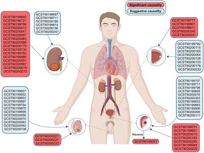 Causality of genetically determined metabolites on susceptibility to prevalent urological cancers: a two-sample Mendelian randomization study and meta-analysis